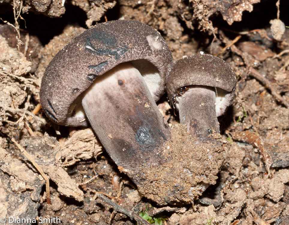Tylopilus alboater02824