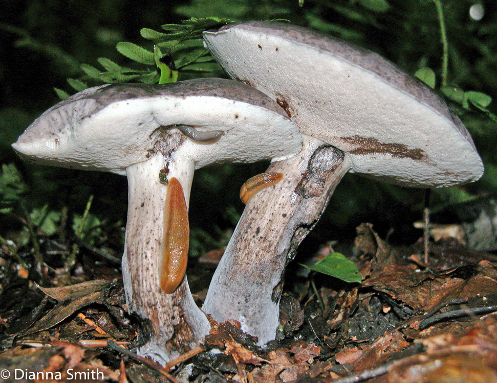 Tylopilus alboater5615