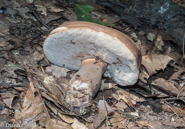 Tylopilus badiceps 02843