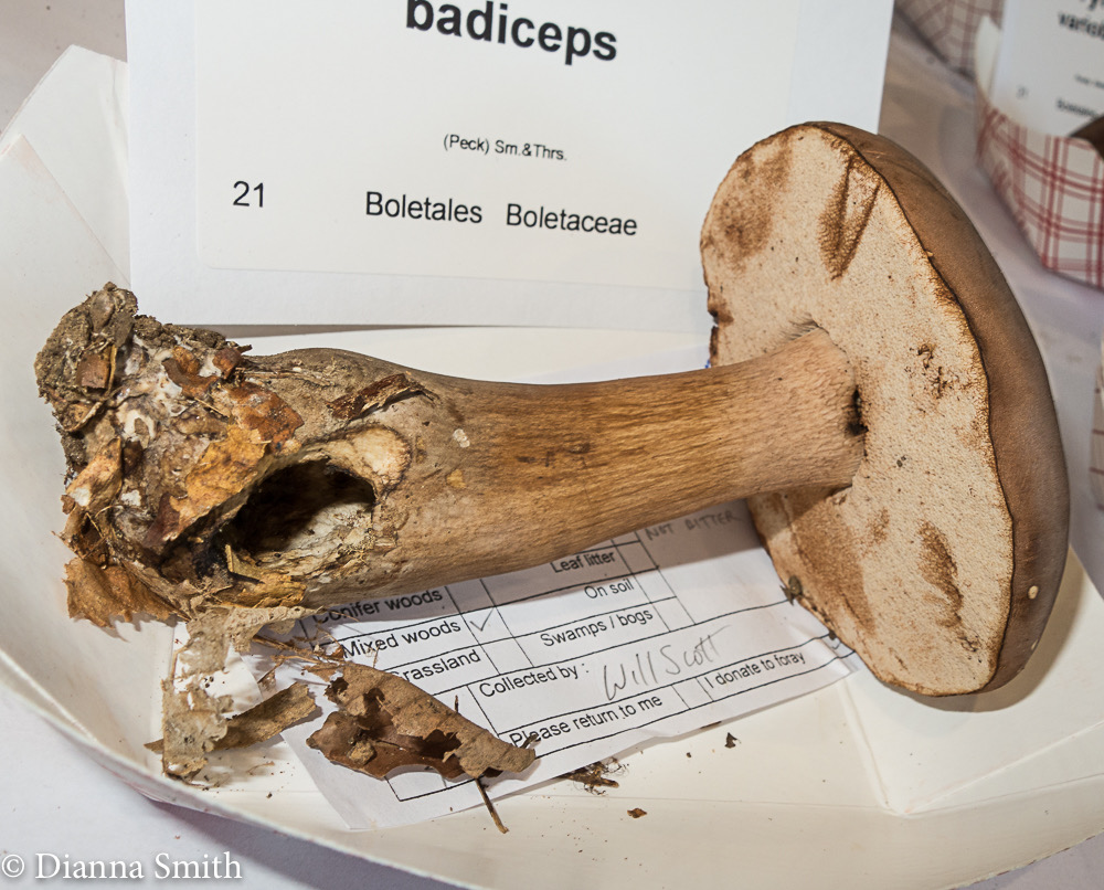 Tylopilus badiceps 3197