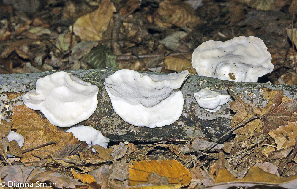 Tyromyces chioneus3777