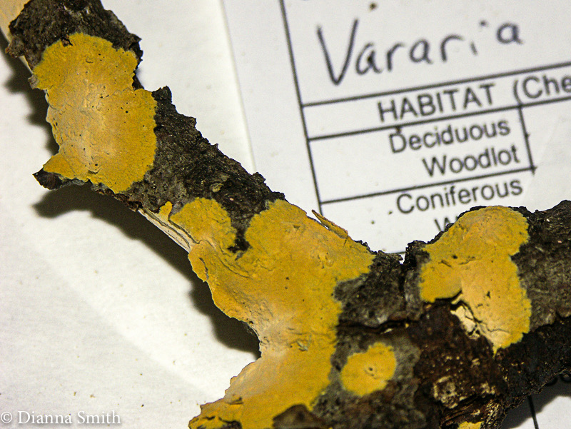 Vararia investiens0773-2