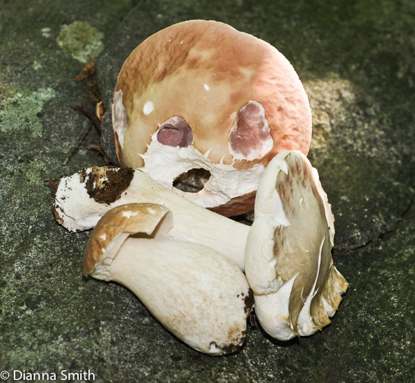 Xanthoconium separans00193