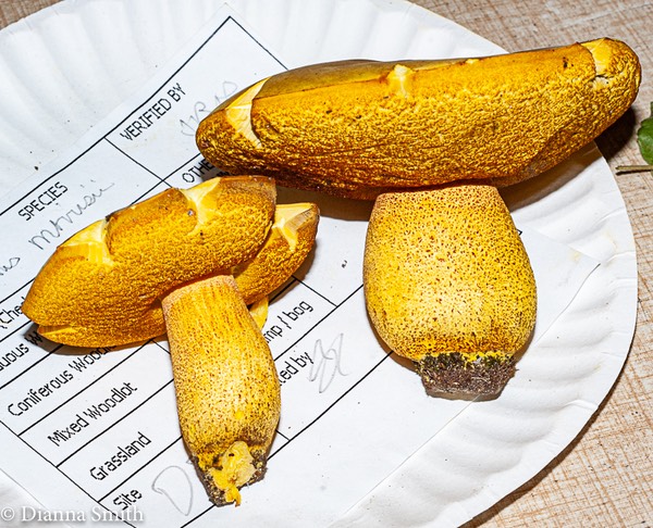 Xerocomus morrisii (Boletus morrisi) 03007